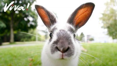 rabbit on grass