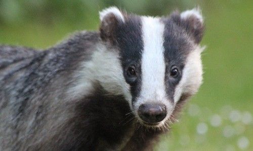 closeup of a badger