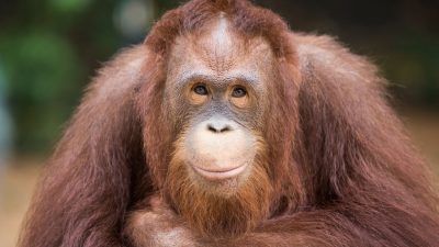 Orangutan