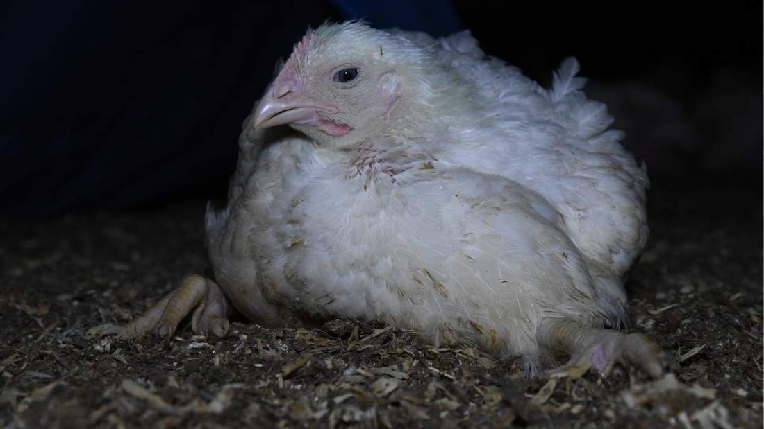 lame chicken lying on the ground