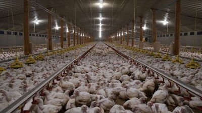 thousands of chickens in an indoor intensive farming unit