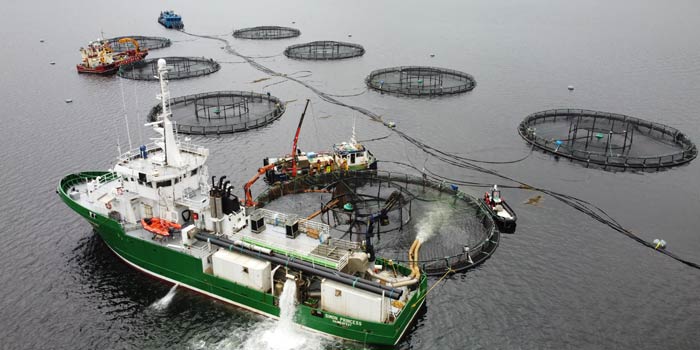 Salmon Fish Farm