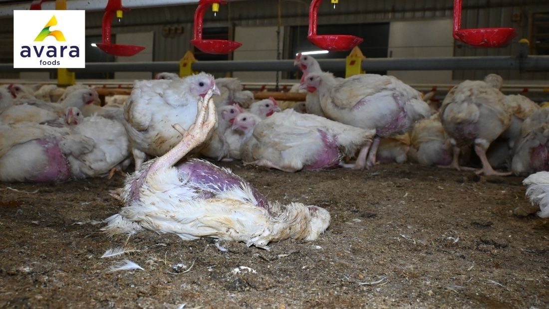 Dead broiler on Avara farm