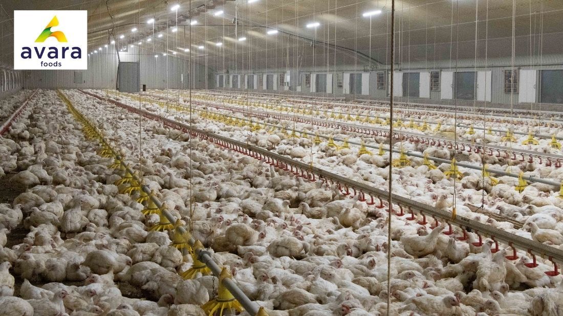 Overcrowded broilers on Avara farm