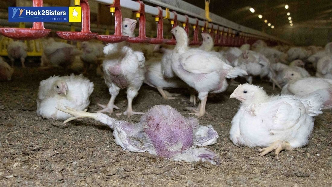 Dead broiler on Hook 2 Sisters farm