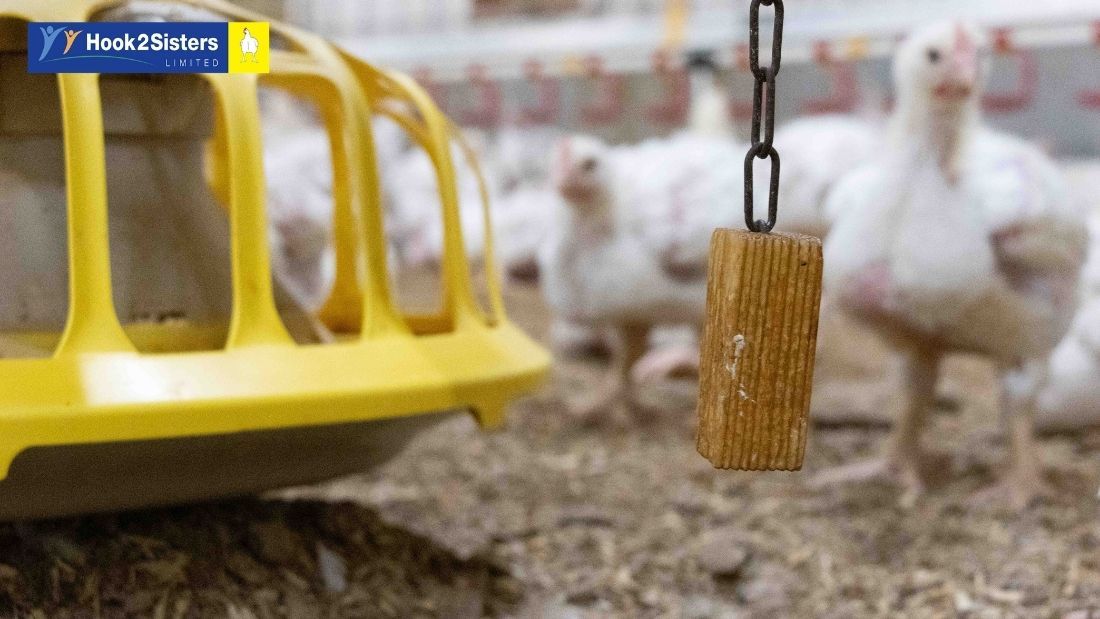 Environmental enrichment on a Hook 2 Sisters broiler farm