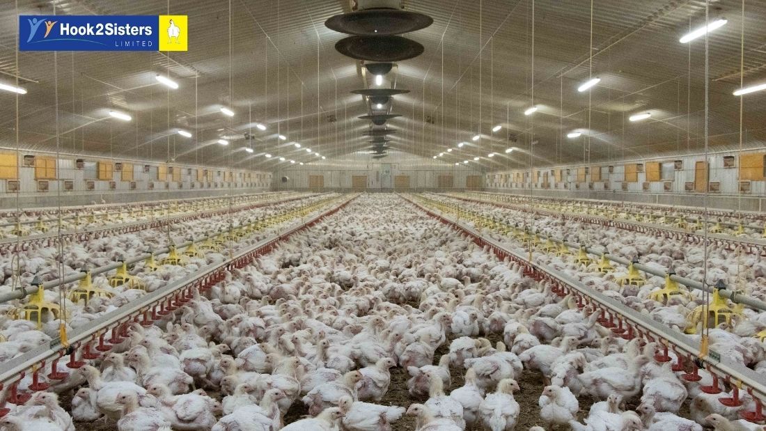 Overcrowded broilers on a Hook 2 Sisters farm