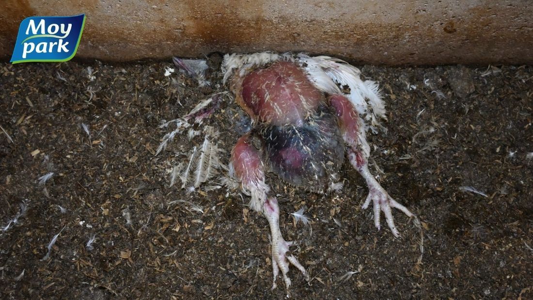 Dead broiler on Moy Park farm