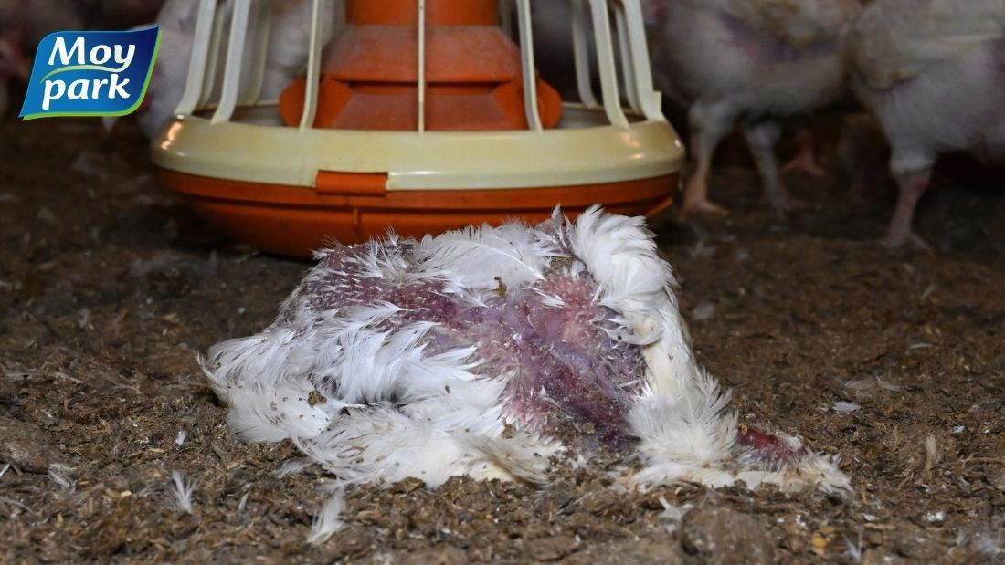 Dead broiler on Moy Park farm