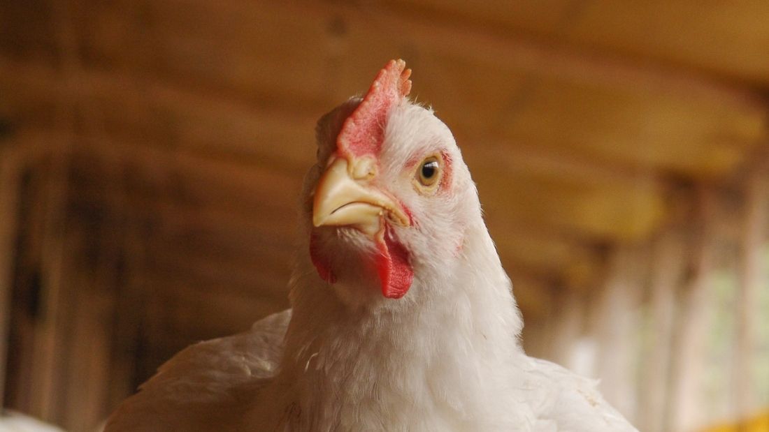 Chicken in shed