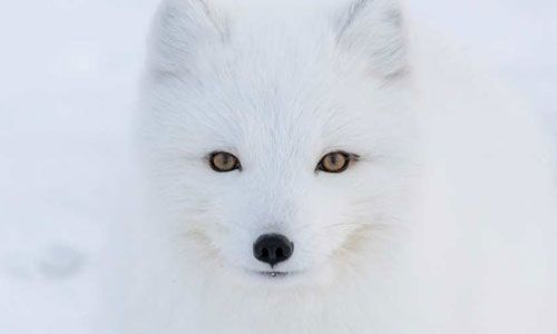 Artic fox