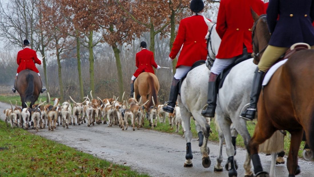 Fox hunting