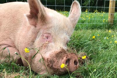 Hope with Buttercups