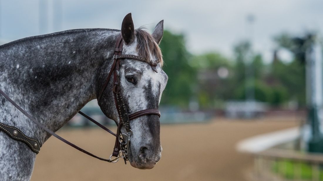 Horse looks at camera