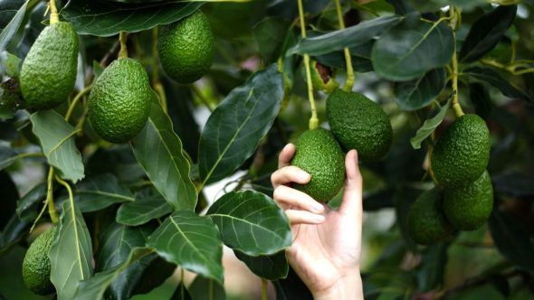 avocado picking