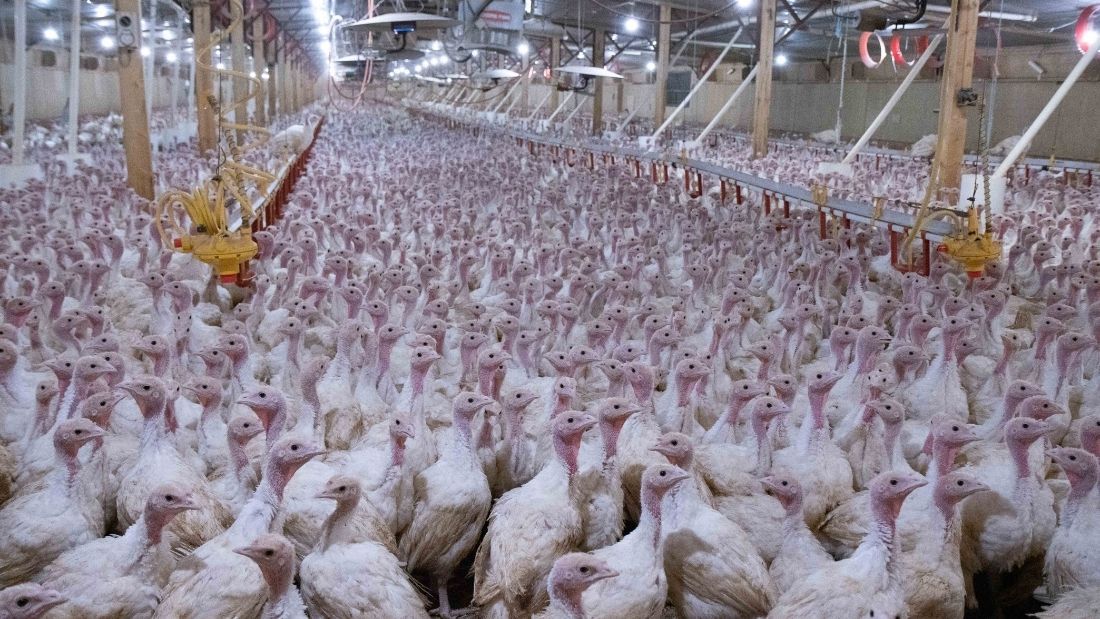 Densely crowded turkeys in shed