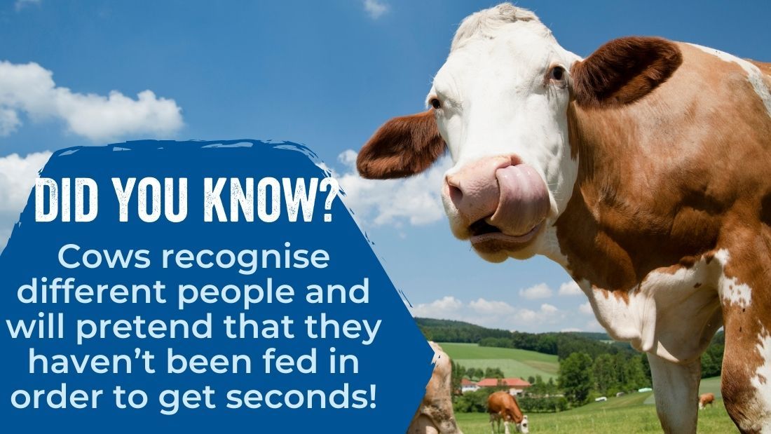 Cows recognise different people and will pretend that they haven't been fed in order to get seconds!