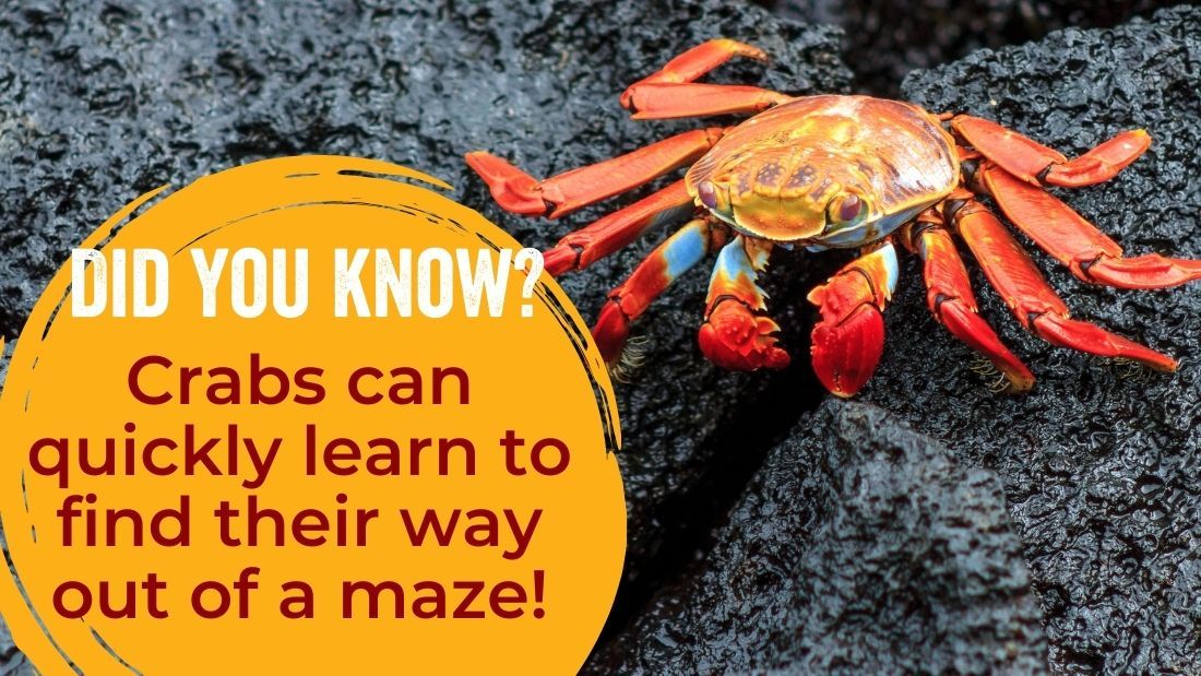 Crabs can quickly learn their way out of a maze