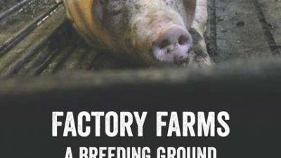 Factory Farming report 2022