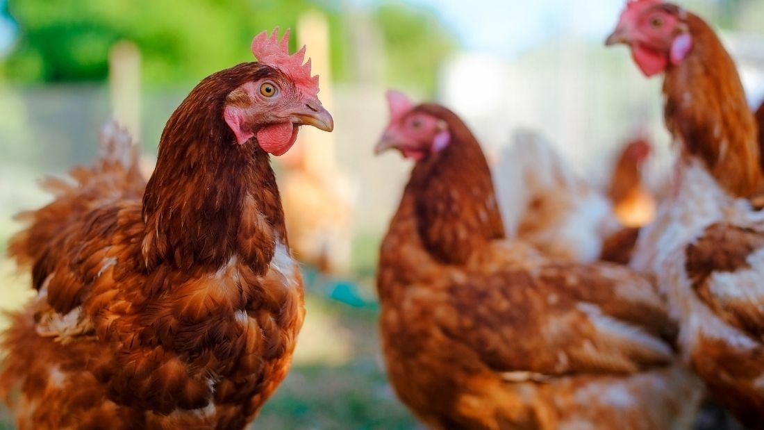 chickens in a field