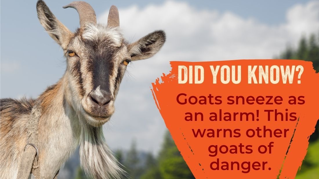 Goats sneeze as an alarm to warn other goats of danger