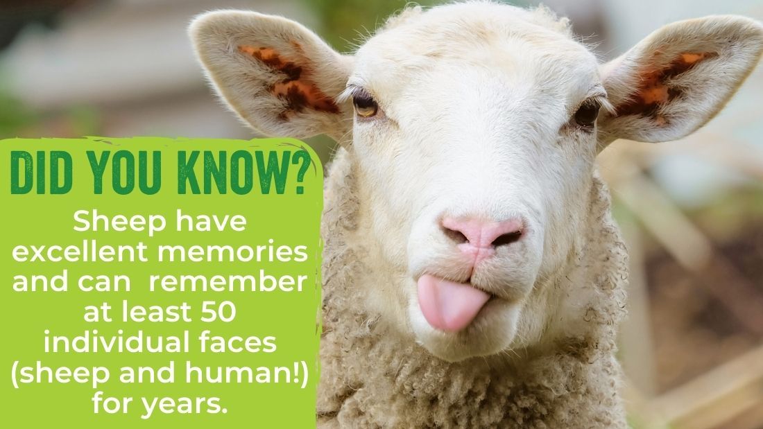 Sheep have excellent memories and can remember at least 50 individual sheep and human faces for years