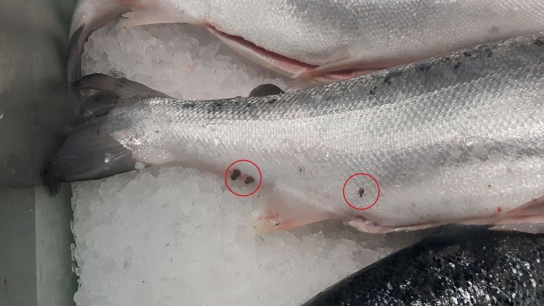 Sea lice on salmon in the supermarket