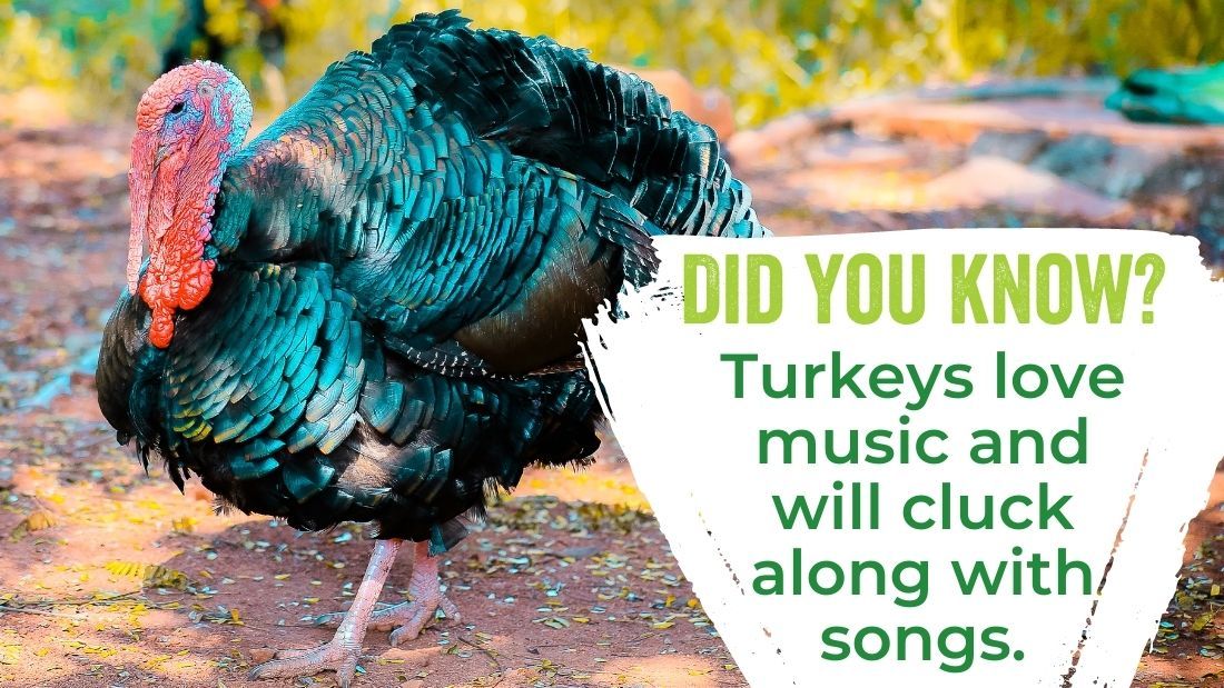 Turkeys love music and will cluck along to songs