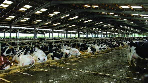 cows in filthy shed