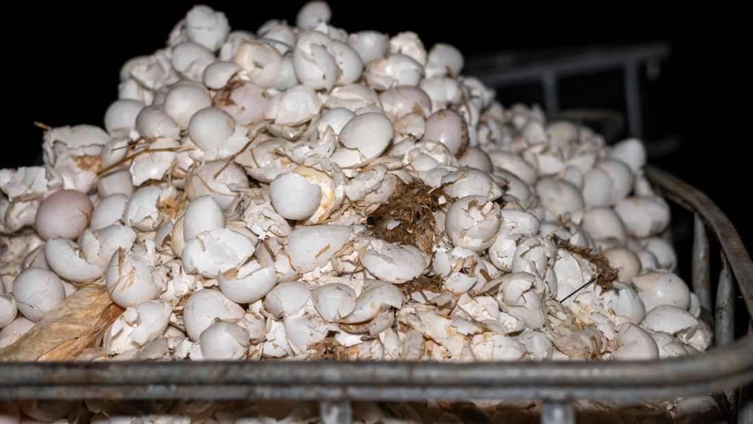 overflowing eggs in the bin credit Amy Jones