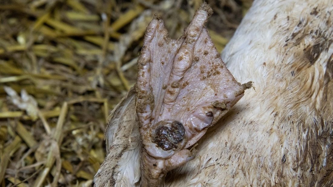 painful hock burns on ducks foot