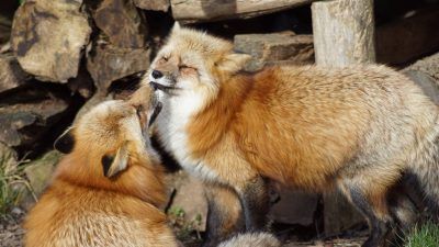 two foxes socialising