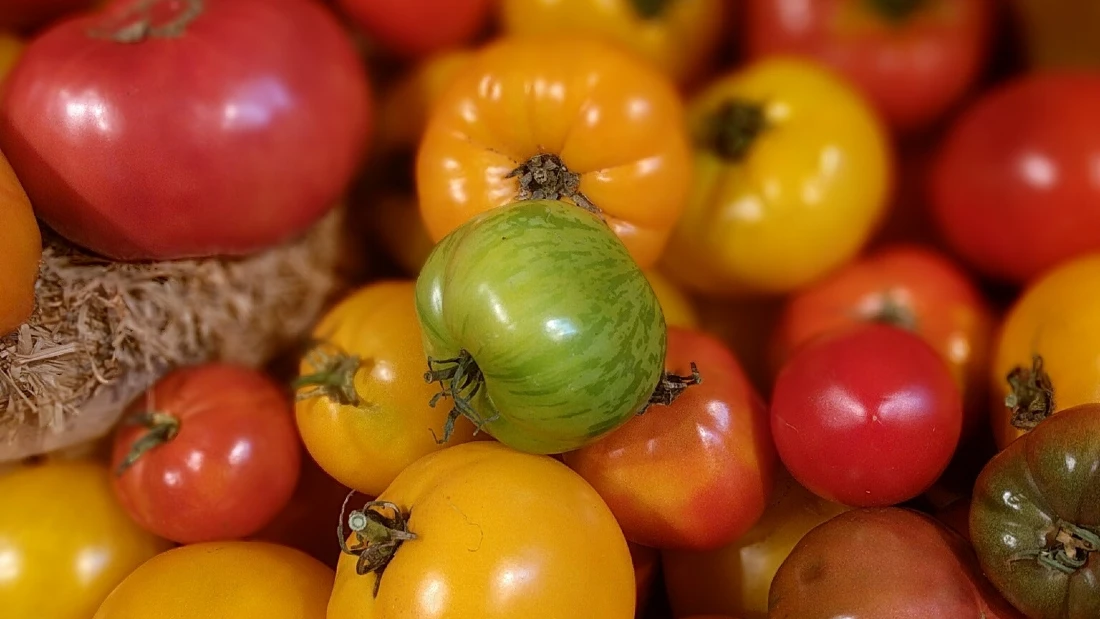 Different coloured tomatoes