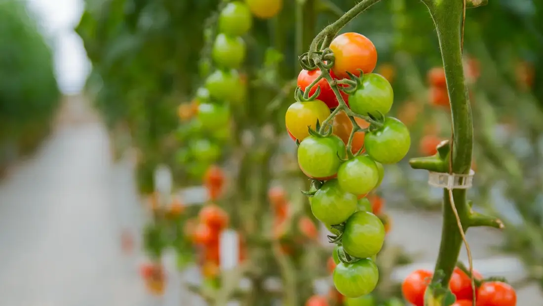 Hydroponic Tomatoes