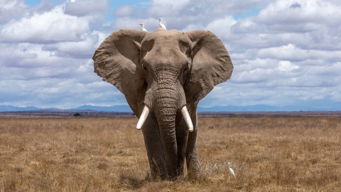 African savannah elephant