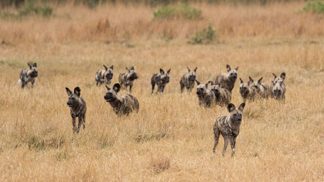 African wild dogs