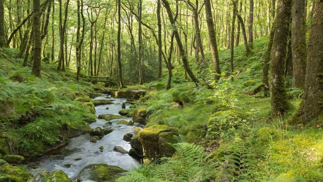 Ancient UK woodland 