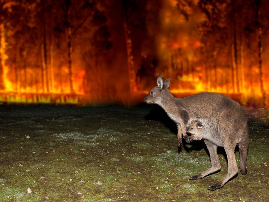 Australian bush fires