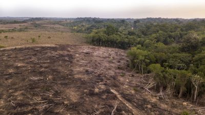 Rainforest cleared for cattle grazing - biodiversity and why it matters