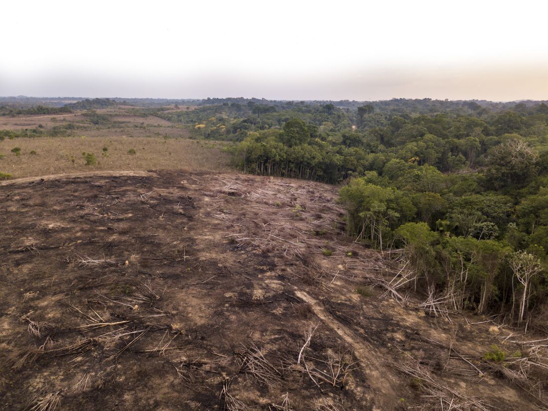 Rainforest cleared for cattle grazing - biodiversity and why it matters