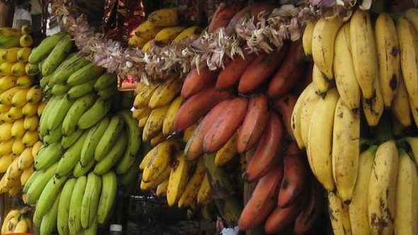 Varieties of bananas