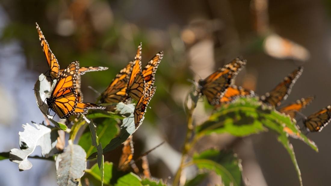 Western monarch butterflies