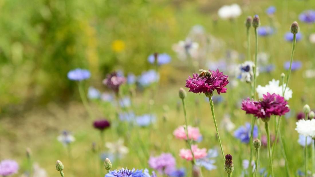 Wildflower meadow with bees