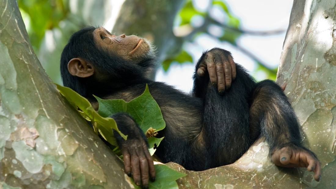 A young chimpanzee - biodiversity