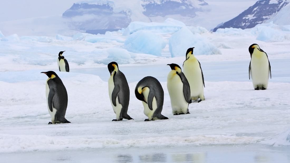 Emperor penguins