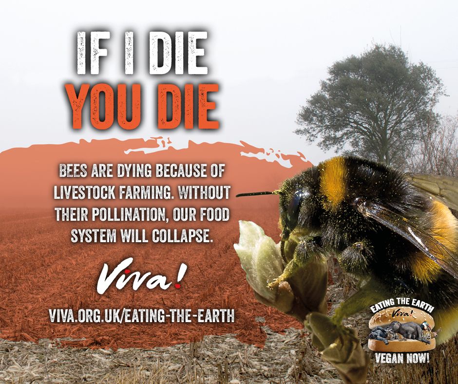 Bumblebee ambassador, text: "If I die you die"