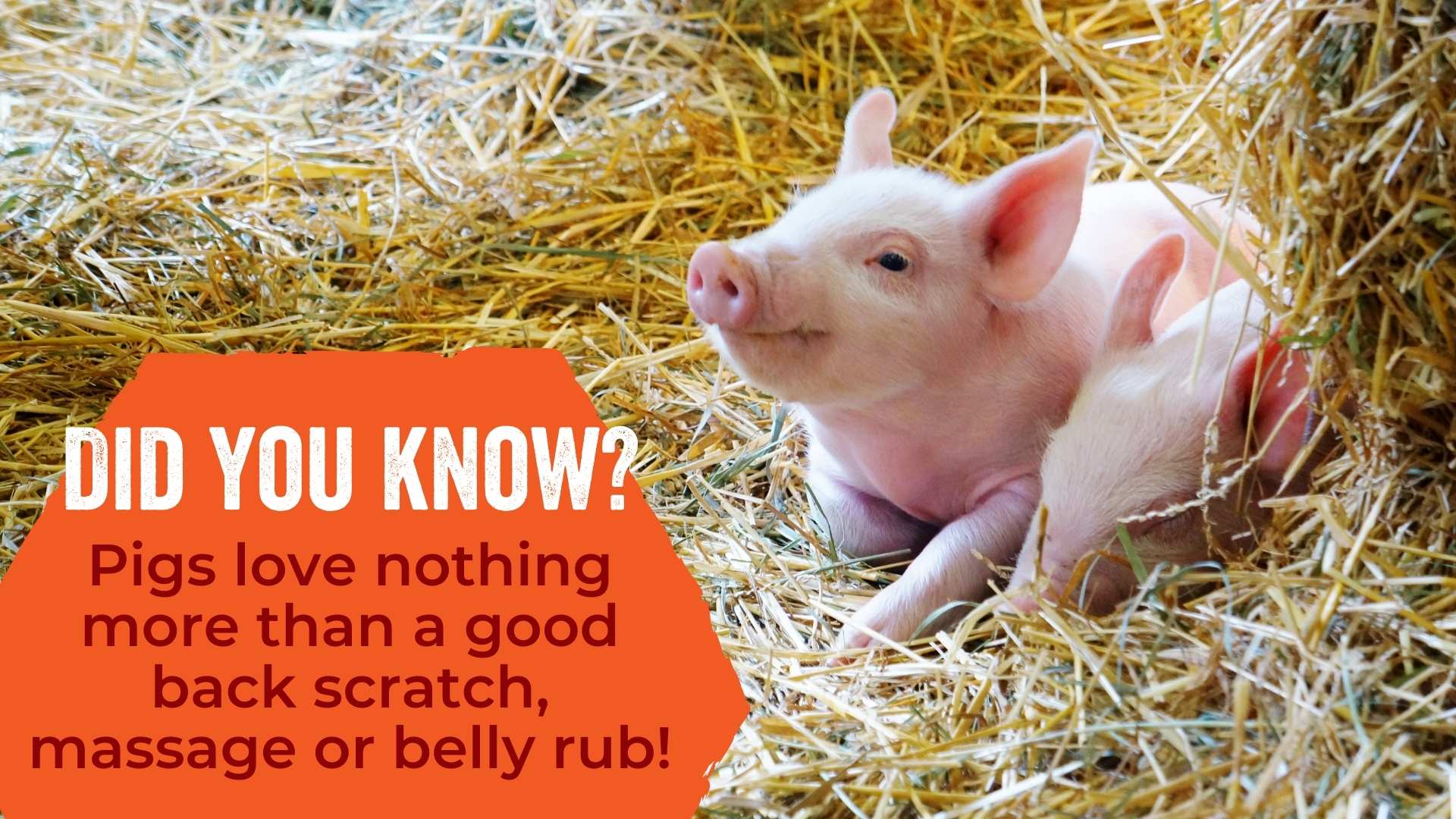 Pigs love nothing more than a good back scratch, massage or belly rub!