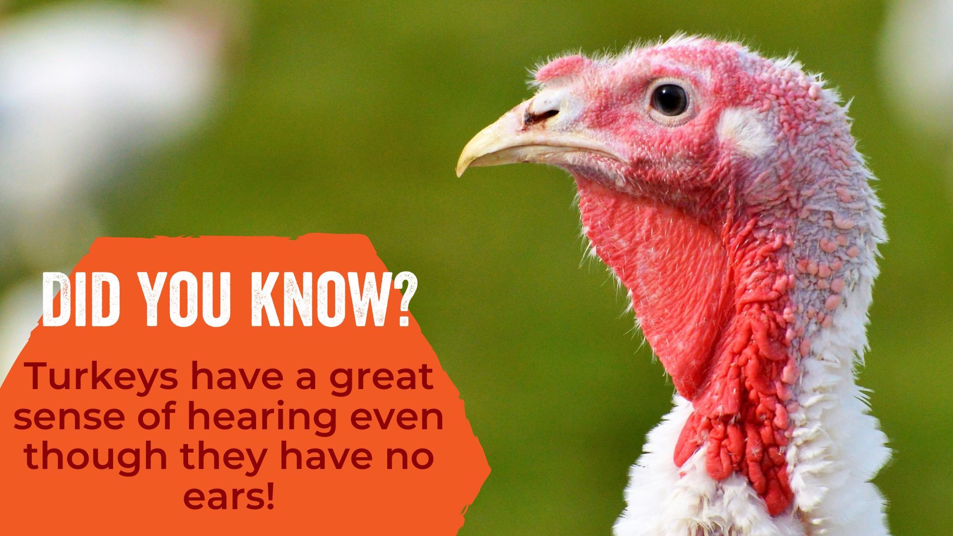 Turkeys have a great sense of hearing even though they have no ears!