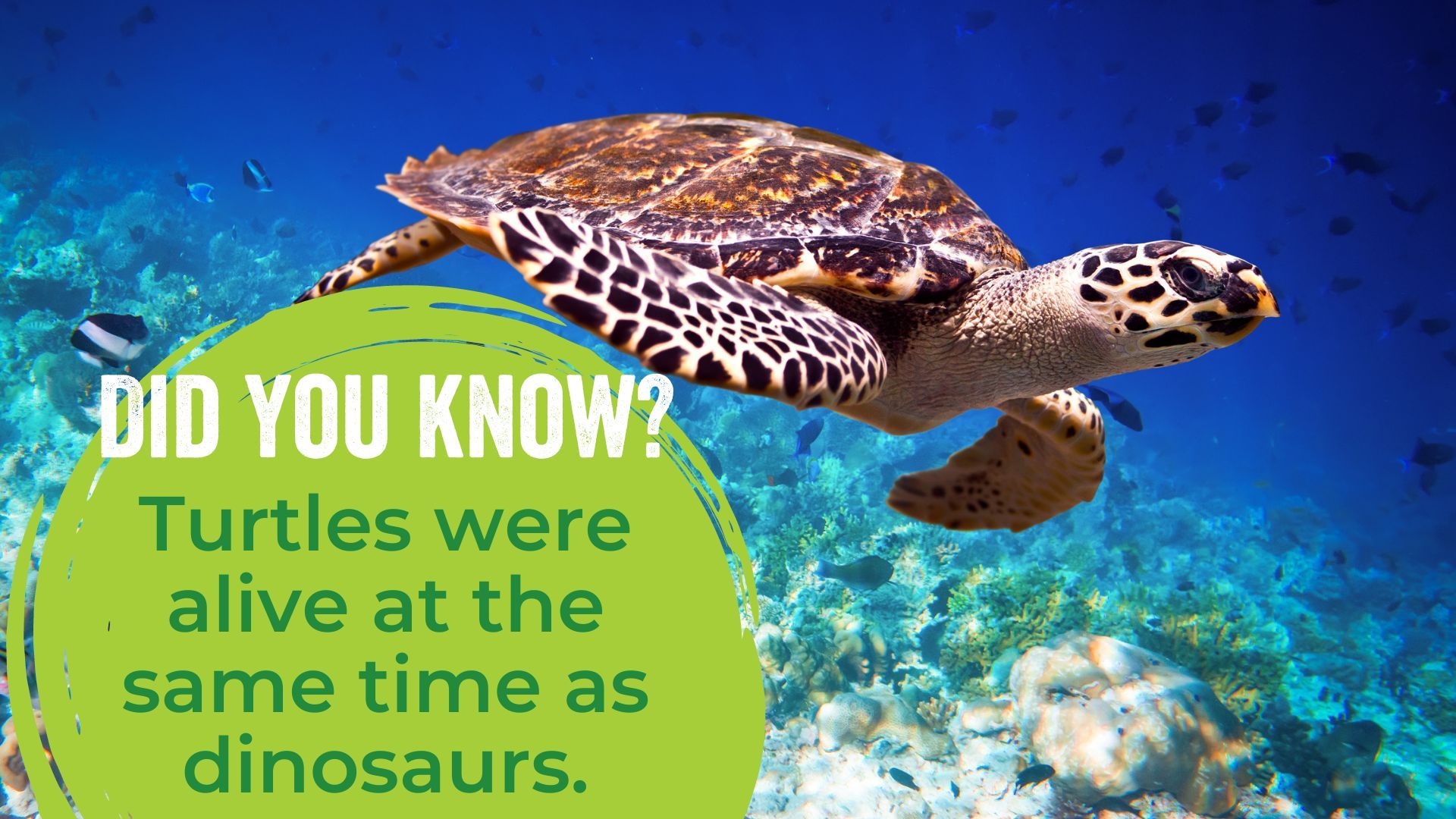 Turtles were alive at the same time as dinosaurs.