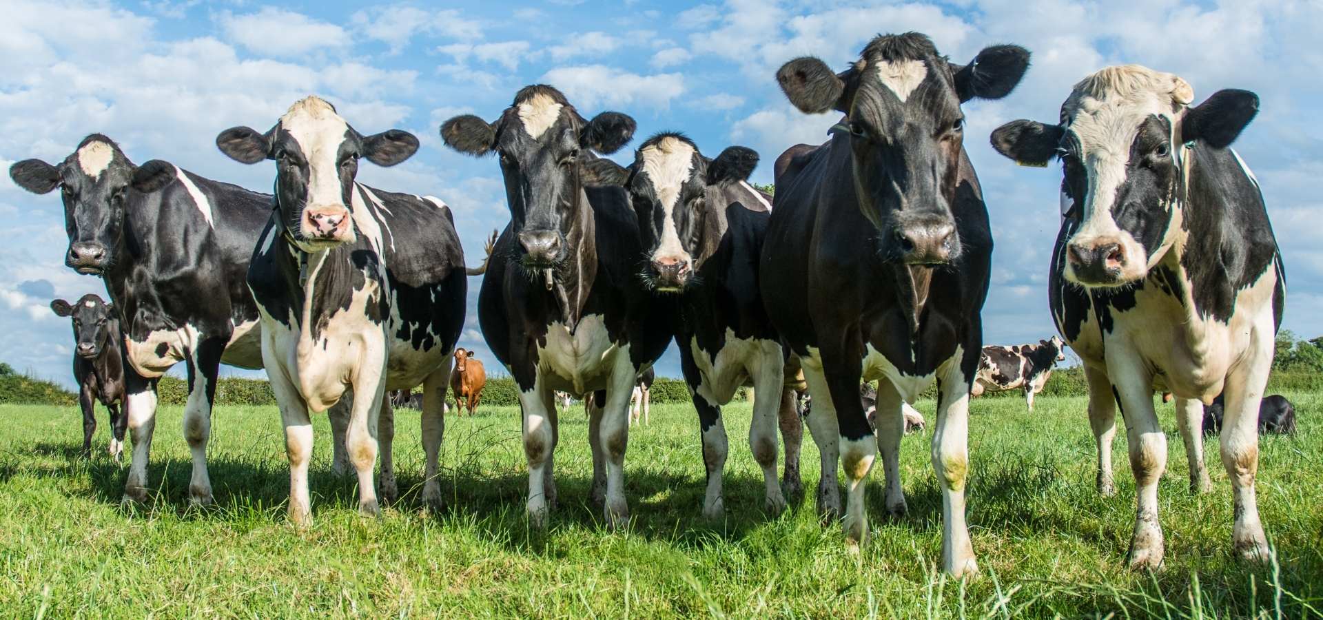 cows in a field